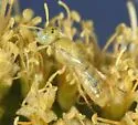 Perdita punctosignata - photo 4