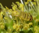 Perdita punctosignata - photo 5