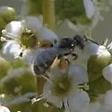 Rhus Fairy Bee - Perdita rhois