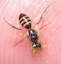 Rhus Fairy Bee - photo 2