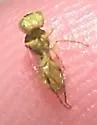 Rhus Fairy Bee - photo 3