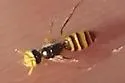 Rhus Fairy Bee - photo 4