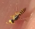 Rhus Fairy Bee - photo 5