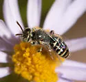 Perdita rivalis