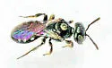 Six-spotted Fairy Bee - photo 2