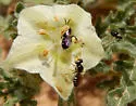 Six-spotted Fairy Bee - photo 4
