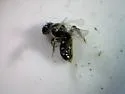 Six-spotted Fairy Bee - photo 5