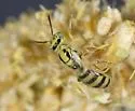 Perdita stathamae - Perdita stathamae