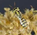 Perdita stathamae - photo 2