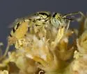 Perdita stathamae - photo 3