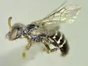 Perdita trifasciata - photo 2