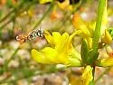Perdita trisignata - photo 2