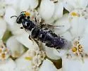 Perdita wyomingensis - photo 2