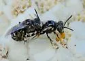 Perdita wyomingensis - photo 3