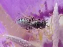 Perdita wyomingensis - photo 4