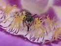 Perdita wyomingensis - photo 5