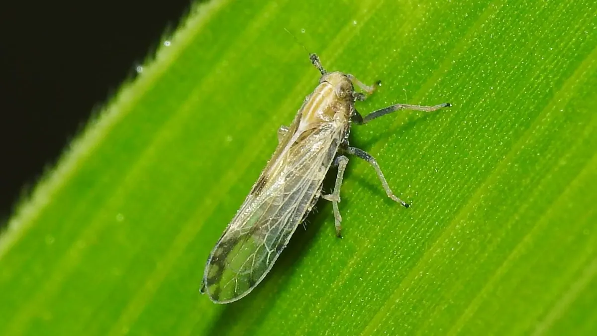 Corn Delphacid - photo 2