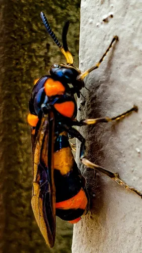 Pergid Sawflies - photo 2