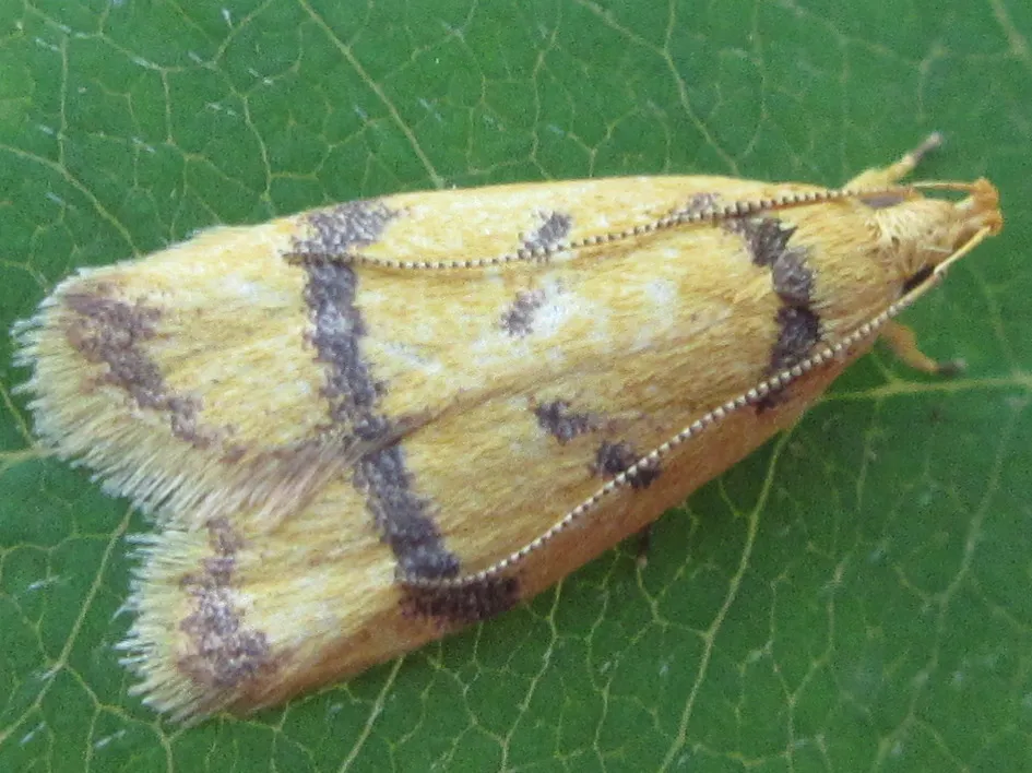 Periacma delegata