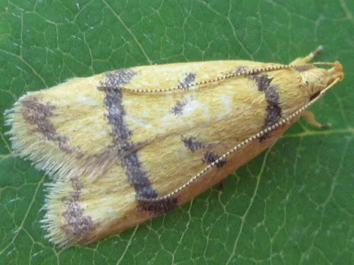 Periacma delegata - photo 3