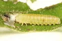 Periclista albicollis - photo 3