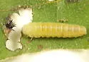 Periclista albicollis - photo 4