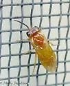 Periclista diluta
