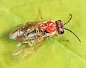 Periclista diluta - photo 2