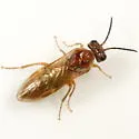 Periclista diluta - photo 4