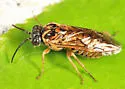 Periclista major