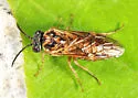 Periclista major - photo 2
