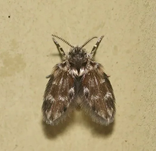 Pericoma illustrata