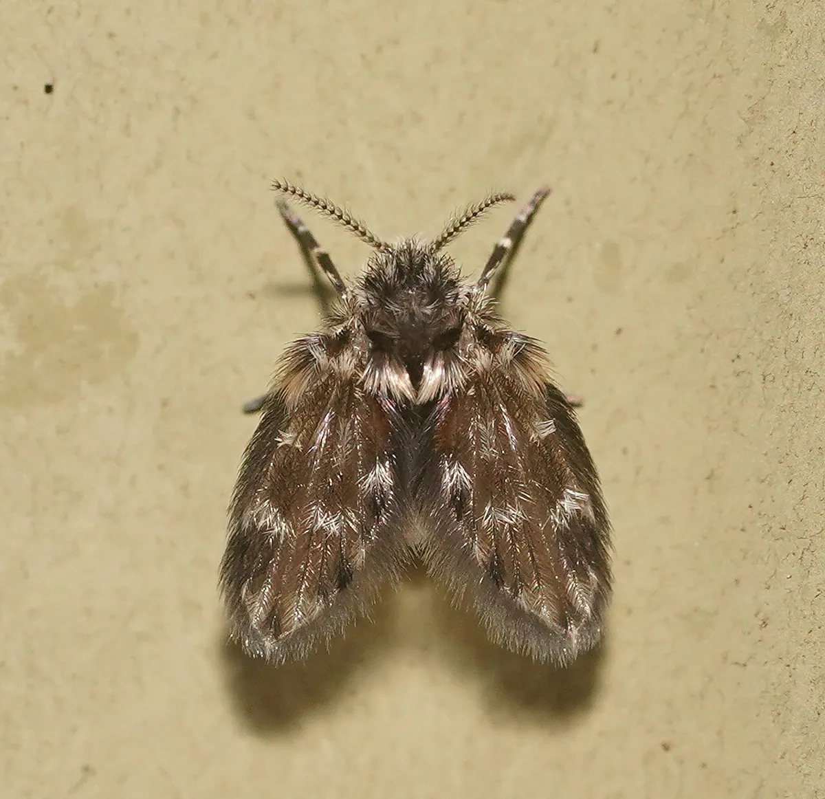 Pericoma illustrata - photo 3