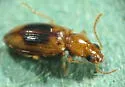 Pericompsus ephippiatus - Pericompsus ephippiatus