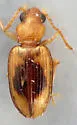 Pericompsus ephippiatus - photo 2