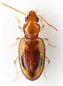 Pericompsus ephippiatus - photo 3