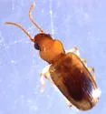 Pericompsus laetulus