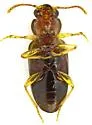 Pericompsus laetulus - photo 2