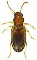 Pericompsus laetulus - photo 3