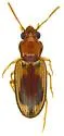 Pericompsus laetulus - photo 4