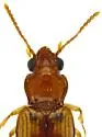 Pericompsus laetulus - photo 5