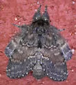 Bordelon's Peridea - Hodges#7921.1