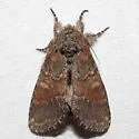 Bordelon's Peridea - Hodges#7921.1 - photo 2
