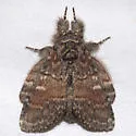 Bordelon's Peridea - Hodges#7921.1 - photo 3