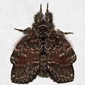 Bordelon's Peridea - Hodges#7921.1 - photo 4