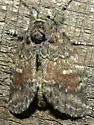 Bordelon's Peridea - Hodges#7921.1 - photo 5