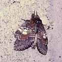 Chocolate Prominent - Hodges#7921 - photo 2