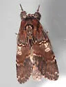 Chocolate Prominent - Hodges#7921 - photo 4