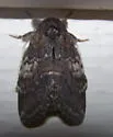 Chocolate Prominent - Hodges#7921 - photo 5