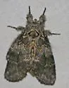 Peridea knudsoni - Hodges#7920.1